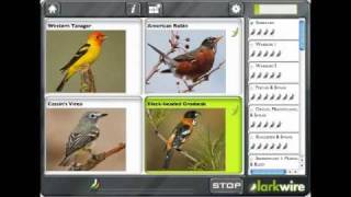 Learn Bird Sounds with Larkwire [upl. by Florenza]