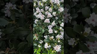 Indian hawthorn Rhaphiolepis indica in full bloom 1092024 [upl. by Rebmik638]