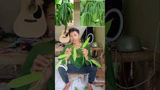 Buah vanilla planifolia seharga emas budidaya vanilla [upl. by Akeemahs]