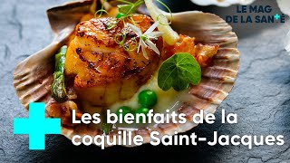 Coquilles SaintJacques  de la mer à votre assiette  Le Magazine de la Santé [upl. by Ecnatsnoc]