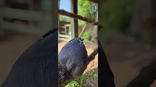 Blue Jay Molting [upl. by Nyladnewg]