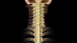 Spinal cord Segmentation [upl. by Jacoba]