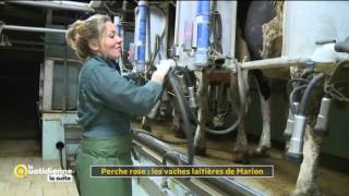 Perche Rose  Les vaches laitières de Marion  La Quotidienne la suite [upl. by Nerred556]