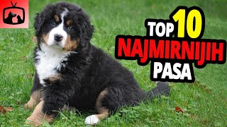 🐕 Najmirniji Psi  TOP 10 Najmirnijih Pasmina Pasa Na Svijetu [upl. by Tobye23]