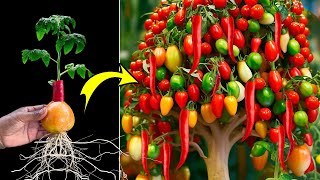 Growing Peppers with Tomatoes For garden​ at home using The weirdest technique [upl. by Acisej]