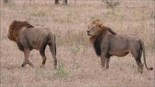 Kruger Lion Brothers  Kruger National Park  South Africa [upl. by Eellek447]