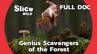 Surprising Role of Squirrels in the Ecosystem  SLICE WILD  FULL DOCUMENTARY [upl. by Adohr]