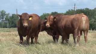 Beefmaster Bulls quotThe Best of Both Worldsquot [upl. by Shep]