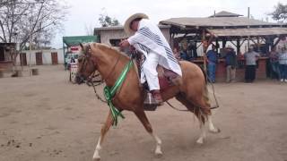 Amazing Dance of The Peruvian Paso Horse  The Best in The World  Rancho de Robertin [upl. by Ellerret819]