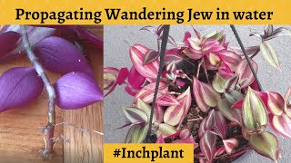 Tradescantia Zebrina Propagation in water inchplant [upl. by Coffeng]