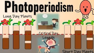 Photoperiodism II Role of Phytochromes in Flowering II Red Light and Farred light effect [upl. by Stefanie]