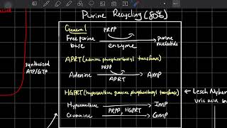 PurinePyrimidine Synthesis and Purine DegradationRecycling [upl. by Swithbert403]