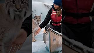 A mother Canadian lynx seeks help from a female sailor to rescue her kittens trapped in a net [upl. by Jessa]