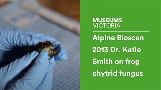 Alpine Bioscan 2013  Dr Katie Smith on frog chytrid fungus [upl. by Yelrebma938]