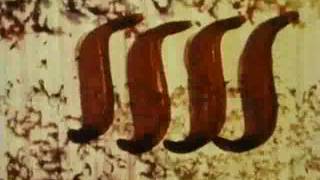 Begone Dull Care NFBC Norman McLaren Evelyn Lambart 1949 Animated Short [upl. by Yraht206]