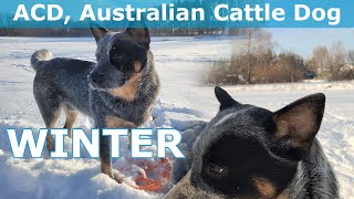 09 ACD Australian Cattle Dog Winter [upl. by Colwin104]