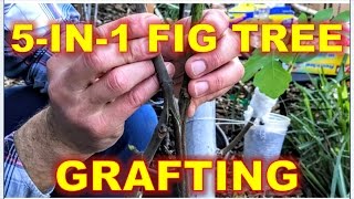 5IN1 Fig Tree  Grafting amp RePotting Techniques [upl. by Gefen569]