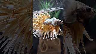 Ikan Cupang Crowntail Diawal Kemunculannya Dianggap Cacat [upl. by Acsecnarf]