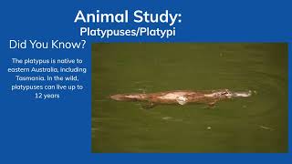 Animal Study PlatypusesPlatypi facts animalfacts [upl. by Gautea]