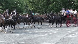 Fiera equina Ivrea San Savino 2015  Attacco a 12 cavalli [upl. by Ainehta]