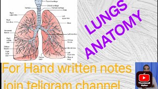 lungs anatomy tcml lungs anatomy essentials of medical scienceslungs anatomy in hindi [upl. by Mclaughlin]