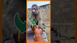 Funny hungry monkey🐵 kanhaiya mahawar  animallover monkey funny help vlog ytshort bandar [upl. by Aerdnek]