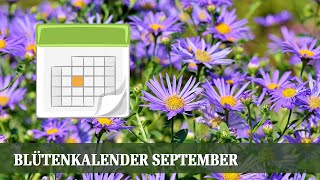 Blütenkalender September  Gräser Wasserdost Fetthenne Aster Calluna [upl. by Enyaj404]