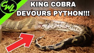 KING COBRA EATS FLORIDA PYTHON [upl. by Ettenauq]