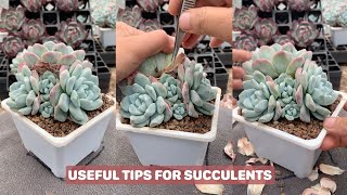 SUCULENT LOVERS Rejoice 10 Essential Tips for Happy Plants [upl. by Eyma]