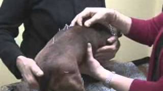 Paralyzed Dachshund Cure [upl. by Leopold]