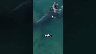 pequeñas gaviotas que pueden matar ballenas gigantes 🕊️🕊️🐳🐳 [upl. by Wie]