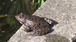 le coassement des grenouilles qui se battent croaking frogs fighting [upl. by Beesley134]