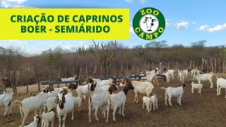 Criação de caprinos Boer  No Semiárido [upl. by Soigroeg]