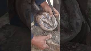 quotWatch Thisquot 🎥👀 Learn How to Repair a Horses Hoof in Seconds ⚒️🐎 [upl. by Hpotsirhc]