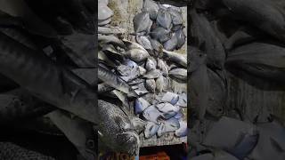 ❤️Fish trending food shortsfeed kasimedu fish fishing sea shorts new seafood viralvideo [upl. by Ainecey]