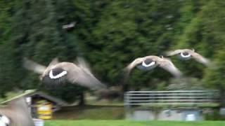 Geese Taking Off  Flying Away [upl. by Kirby]