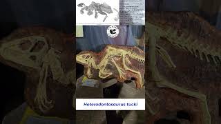 Heterodontosaurus Best Preserved Cast on Display [upl. by Barny]