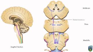 AXON Dorsal Column Pathway Fine Tactile Sensation Conscious Proprioception from Foot 2 of 9 [upl. by Youngman]