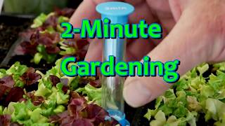 2Minute Gardening  Determinate and Indeterminate Tomatoes [upl. by Llert]