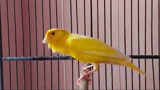 Yellow canary singing video Timbrado canary singing beautiful melodic songs for training [upl. by Armand914]