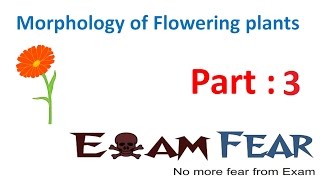 Biology Morphology of Flowering Plants part 3 Root types Primary Fibrous  CBSE class 11 [upl. by Neehs331]