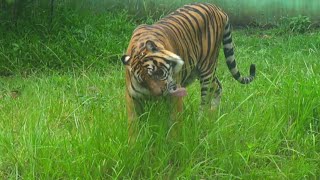 Tiger Eating Grass Rare Video of Unusual Behavior [upl. by Annet342]