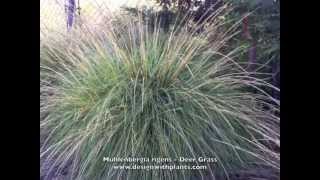 Muhlenbergia rigens  Deer Grass [upl. by Dolores]