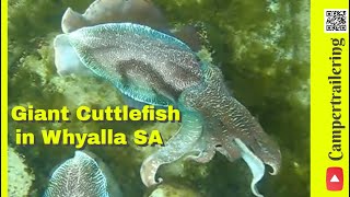 Explore the Giant Cuttlefish of South Australia [upl. by Ping]