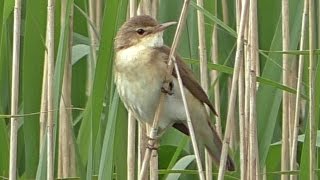 Reed Warbler Call  Bird Singing a Beautiful Song [upl. by Ahtikal]