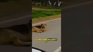 Ce motard rencontre une meute de chiens 😳🐶 ErayTopluoglu  YTIGTT [upl. by Balthasar]