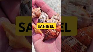 Shelling Sanibel Island 🌴 collectingseashells [upl. by Ynnaej]