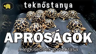 Apróságok  a legkisebbek a kertben [upl. by Aryan162]