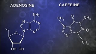 Caffeine causes brain damage activates microglia [upl. by Luing]