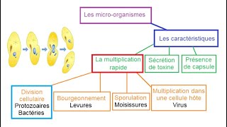 Les microbes ou microorganismes SVT 3AC [upl. by Nolyak]